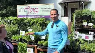 Évelők Józsa Kati kertészetében, az Innoflorában