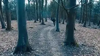 Friston forest