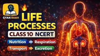 Life Processes || Class 10 Life processes || One Shot || Science || Biology || NCERT  || GYAN RAAH 