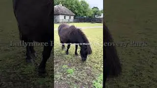 Discover all that Kildare has offer - where heritage, horses, and haute couture meet! 🌿 🐴 👠