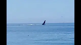 Humpbacks off Rio Del Mar Beach