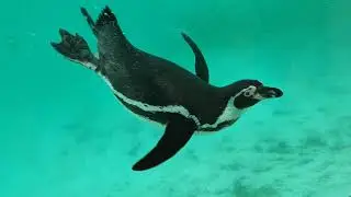 UK | ZSL London Zoo | Penguin | Telugu Holidaymaker | Travel