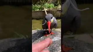 INCA TARN BIRD🤯 #sciencefacts #sciense #facts #amazing #wildlife #snake #animals