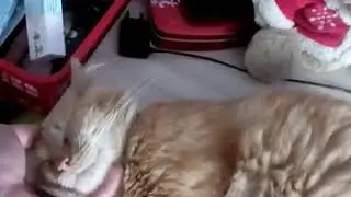 Кот спит , а кошка кормит своих малышей