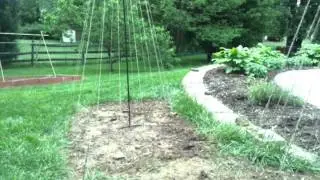 Growing Hops and Brewing Beer - Hop Project Episode 4