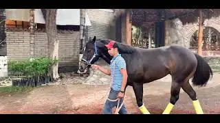 Cuadra villa Loreto - Julio Morfin