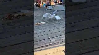 Cheeky Seagull Steals Food! 😂