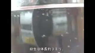 越前がにの幼生ふわふわ　ズワイガニのふ化