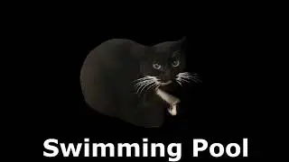 Maxwell The Cat Sound Variations in 25 Seconds