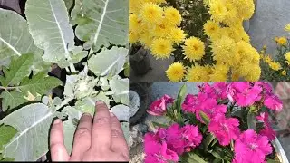 ফুলের ভারে গাছ হেলে পড়ে, ছোট্ট ছোট্ট ফুলকপি রেডি হচ্ছে ||#roofgarden #এসোবাগানকরি 