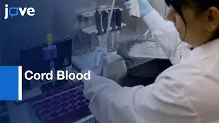 Cord Blood HSCs and Progenitor Cells Differentiation | Protocol Preview