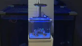Upgrade nano Reef Maxspect Jump MJL - 165 Standart