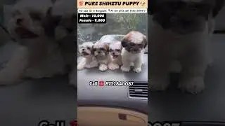Top 🏆 quality SHIHTZU puppy 🐶 for sale in Bangalore 📍 at low price 💥 #pets #doglover