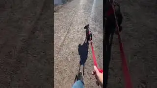 Big Go Puppy Dog Colorado Dreams