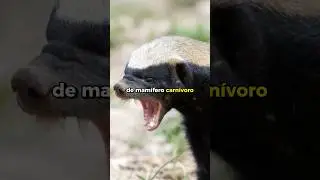 El tej&oacute;n de la miel, el animal m&aacute;s valiente. #curiosidadesanimales #rels #curiosidades