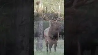 Epic Red Stag vs. Elk Fight! 🦌 Intense Wildlife Battle for Dominance 🔥#AnimalFight #ElkVsStag