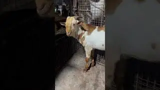 White eyes barbara khassi goat for sale