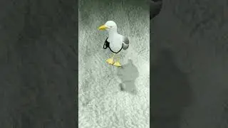 🕊️🕊️🕊️ clapping 👏😝🤣😜#flying #birds