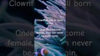 Marine Biology - Fun Facts - Clown Fish - Gender