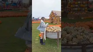 Прекрасный день для сбора тыкв! #видеоблог #тыква #осень