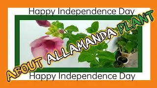 Allamanda plant care | Allamanda plant care tips | How to grow Allamanda plant