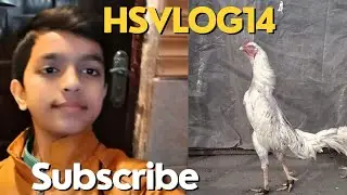 Jime ko paow mai patti kr dee cock shamoo breeds