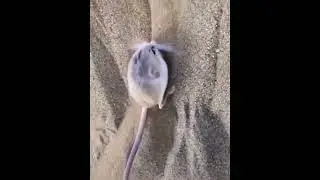 bum bu bum buh buh buh bummm