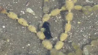 Sea slug Melanochlamys cylindrica Beachlands Aug2019