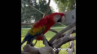 Building my birds an aviary! Ich habe meinen Papageien eine neue Aussenvoliere gebaut