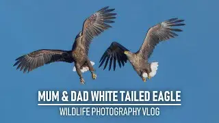 Photographing White Tailed Eagles 2/2 | Wildlife Photography Vlog