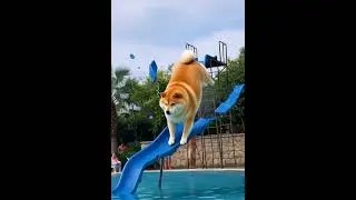 I Need a Bigger Waterslide.😐💦 | Pawbound Tales