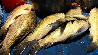 🔴 Live Fish Cutting ASMR | Fresh Seafood Processing from Market | For USA & Europe Viewers