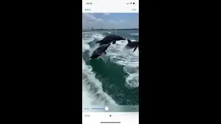 Dolphins Playfully Chase Boat Wake in Clearwater, Florida | Little Toot Adventure