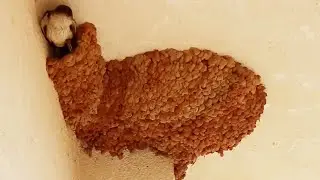 The Way they come out !!! | Swallows Mud Birds Nest | Nesting Swallows | Bird videos
