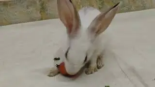 Female Rabbit Eating Cruhy Carrot # ASMR | Satisfying Video | Rabbit Mukbang
