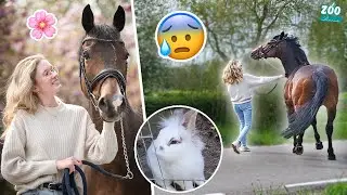 MIJN PAARD SCHRIKT tijdens BLOESEM FOTOSHOOT.. 😰 + Hoe is het nu met Flits? | Zoo Lianne