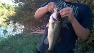 Flipping a worm in submerged trees