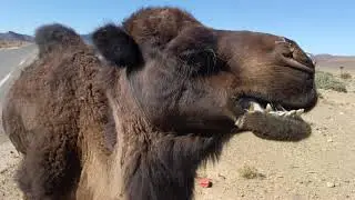 awesome / gross  camel chewing slow motion in Sahara desert 🏜️