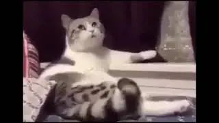 Мысля кошки прикол