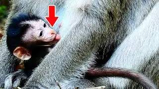 Newborn b-aby m-onkey update with mom Toma in Alba troop 001