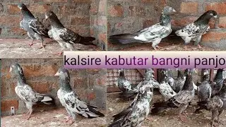 Saharanpuri kabootar cream eyes m sale सहारनपुरी कलसीरे कबूतर टाॅप क्वालिटी सेल