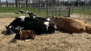 Happy Earth Day From Mockingbird Farm!