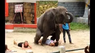 Amazing Animals Doing Smart Things!