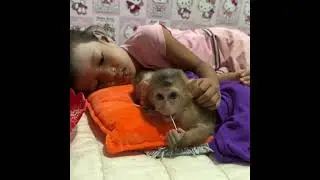 Let the babe go to bed #monkey #animal #baby #monkeylove #babyanimal #monkeyaround #usa
