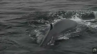Minke whale feeding Donegal bay Ireland