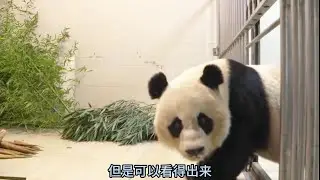 11.10 美香一家顺利入住卧龙神树坪基地，一家三口对新环境的反应略微有所不同。打工23年，然后又23年23点23分回家，真不容易！一定要好好幸福生活💕❤️