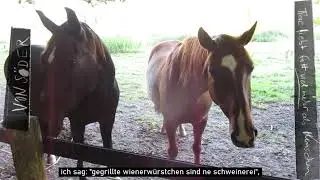 VON S&Ouml;DER | tiere liebt gott viel mehr als menschen
