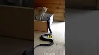 This Is Why Snakes Lose To Cats In Every Fight&nbsp;#shorts
