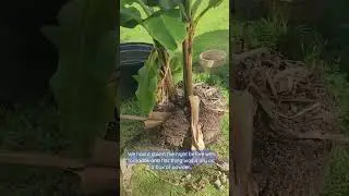 We had to separate these banana trees. #share #gardening #shortsvideo #bananatrees