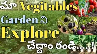 మా Vegitables garden ని Explore చేద్దాం రండి#gardenexploration #garden #gardening 